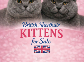 British short haired kittens for sale