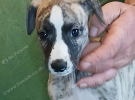 Stunning kc registered whippet pups