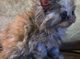 Kittens 2 girl chinchilla Persian