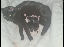Black white kitten