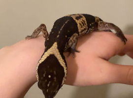 Leopard spotted gecko and enclosure
