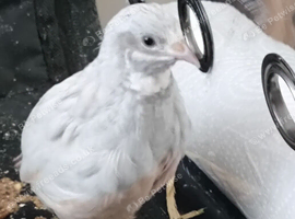 Male silver button quail