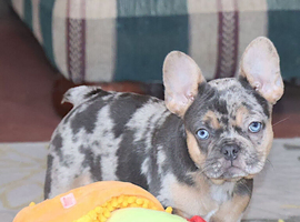 I'm Willow I'm a 12-week-old female French Bulldog