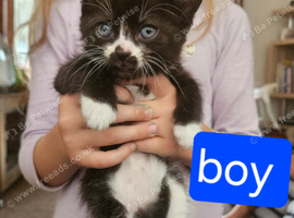 3 kittens ready for there forever home