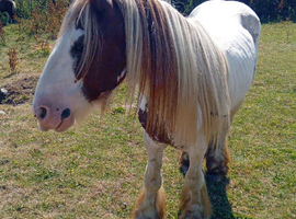 8 year old Ride and drive stallion