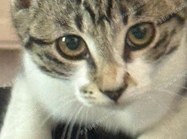 Cat female