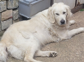 Golden retriever