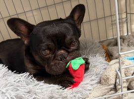 Frenchie