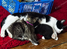 Kittens for sale