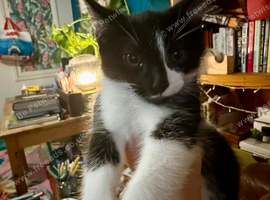 Tuxedo Kittens