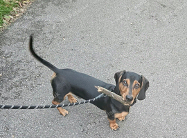 Looking to re-home my 10 month old Dachshund Reggie at no fault of him own