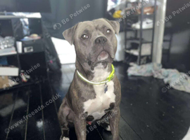 5 year old Staffordshire bull terrier
