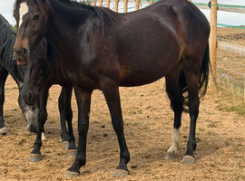 2 year old registered new forest
