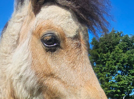 Jambarrie Chandler 1yr old Buckskin Colt