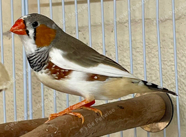 Beautiful young pair of zebra finches