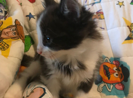 Two longhair kittens