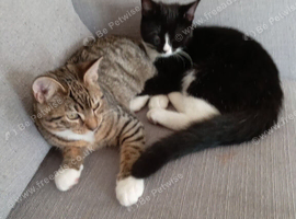 2 kittens for sale