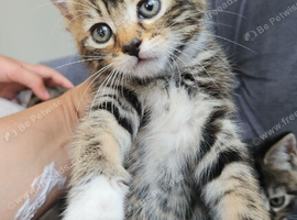 Tabby kitten female