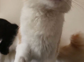 Ginger