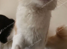 Ginger