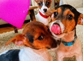 Jack Russell pups