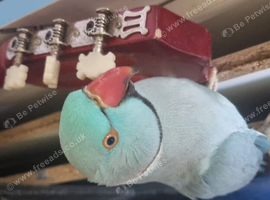 Blue Indian Ringneck