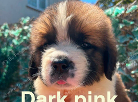 Saint Bernard