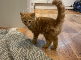 Beautiful fluffy ginger girl kitten
