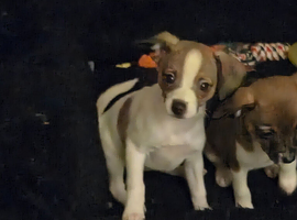 Italian Greyhound X Papillon