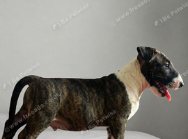 English bull terrier pup for sale