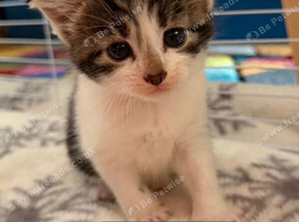 Beautiful bi and tri colour domestic short hair Kittens