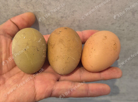 Variety of hybrids available