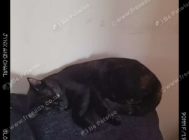 Tortoishell 2 year old girl