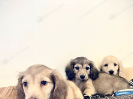 English cream miniature dachshunds