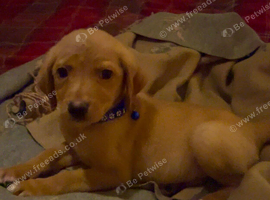 Kc reg fox red labs