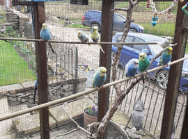 Budgies, canaries, finches to pre order