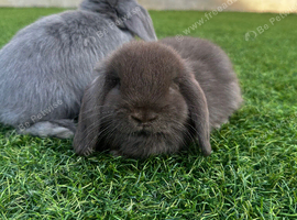 Last beautiful brown mini lop buck