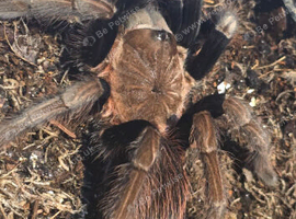 Tarantula list females, males and usexed