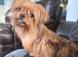 Pretty small Yorkie girl
