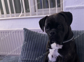 Boxer dog