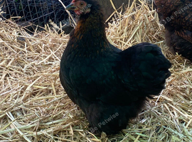 Black POL pekin hens