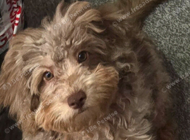 Male cavapoo dapple colour 14 weeks