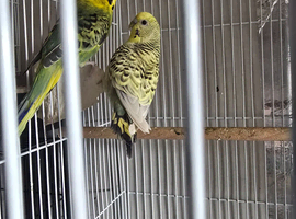 Budgies pair
