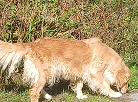 A  lovely natured very loving Bitch 6 Year old  sadly offered
