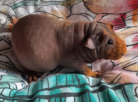 Skinny pig  females available.