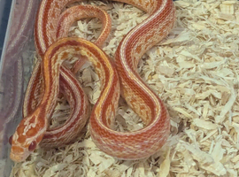 Baby amel tessera corn snake with or without brand new faunarium