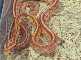 Baby amel tessera