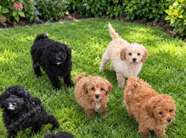 Shih-Tzu Poodle Puppies (SHI-POO F1b)