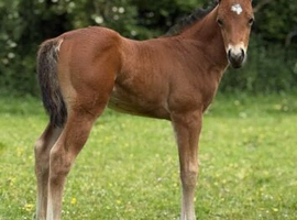 Pure bred Quarter Horse