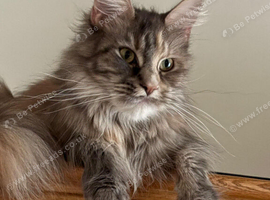 TICA Registered Maine Coon Kittens